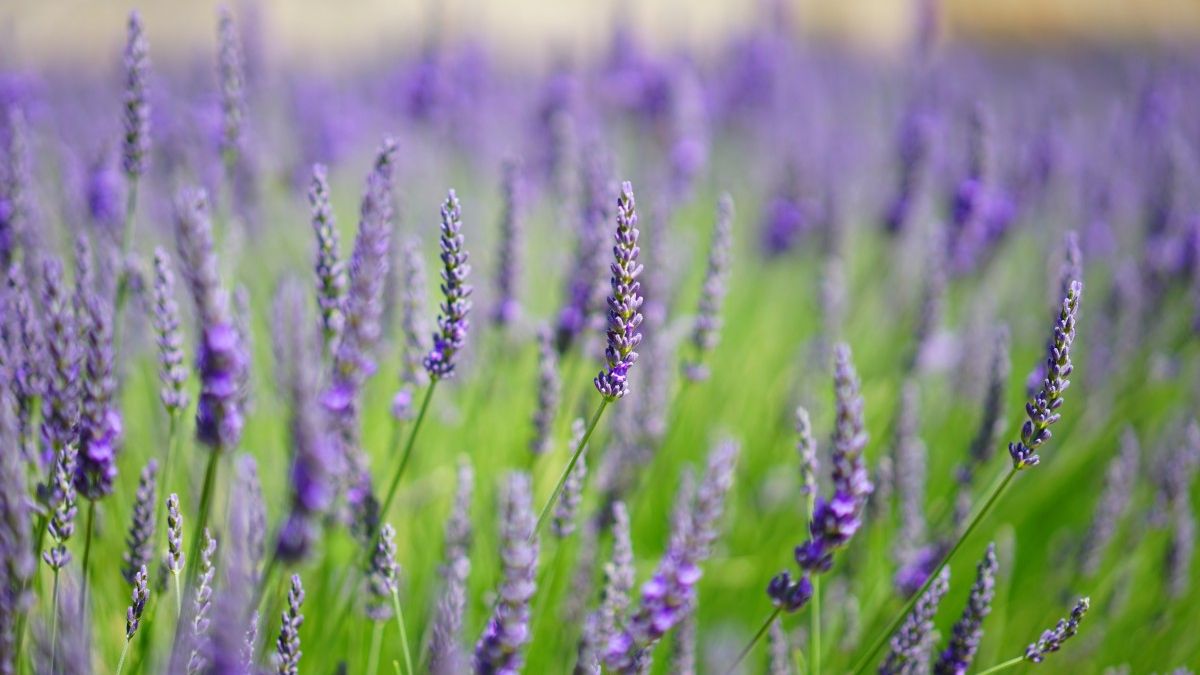 Lavanda